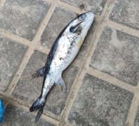 La Concejalía de Playas pide precaución por la aparición de peces globo en la costa de Gáldar