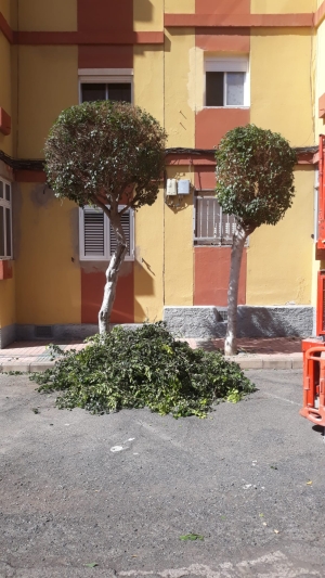 Parques y Jardines inicia trabajos de poda en San José de Las Longueras