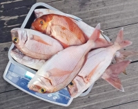 Inspección Pesquera levanta cinco actas por la captura ilegal de más de 48 kilos de pescado y marisco en Fuerteventura