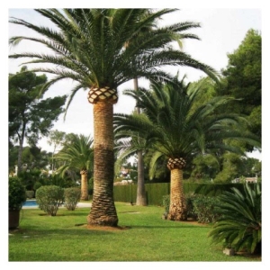 El Ayuntamiento culmina la inspección de 254 palmeras en los colegios de Telde en su campaña de prevención
