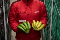 Spar certifica su proceso de madurción controlada del plátanao de Canarias