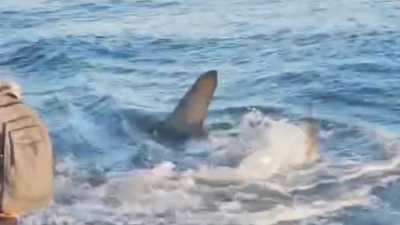Playas y Seguridad Ciudadana reabren el baño en Melenara tras la marcha del tiburón que se acercó este sábado a la costa
