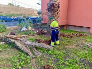 El Ayuntamiento de Telde realiza el mantenimiento de palmeras en Las Remudas
