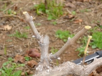 Agricultura ofrece en Tunte un curso sobre la poda invernal de las viñas