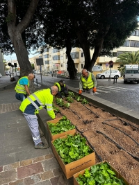 El Ayuntamiento de Guía embellece sus jardines y espacios públicos con la plantación de más de 2.000 geranios