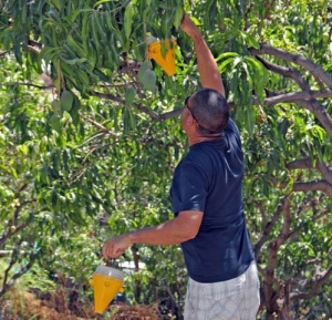 107 agricultores de Mogán se benefician  de la campaña contra la mosca de la fruta