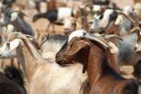 El Gobierno de Canarias concede 7,9 millones de euros en ayudas del POSEI a queserías y a la producción de leche de caprino y ovino