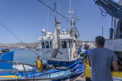 Arguineguín recibe la primera descarga de atún rojo en Gran Canaria de 2026