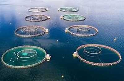 Telde denuncia opacidad del Gobierno de Canarias en plena crisis de vertidos y cuestiona la falta de acciones sobre las jaulas marinas