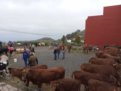 La Feria de Ganado de Montaña Alta se celebrará este sábado 28 de marzo