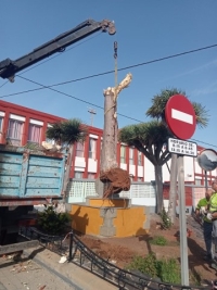El Ayuntamiento de Guía taló hoy un drago en mal estado situado a la entrada del CEIP Juan Arencibia Sosa