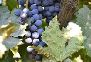 Gobierno canario y Guardia Civil coordinan nuevas actuaciones para frenar la importación fraudulenta de subtropicales y controlar la filoxera