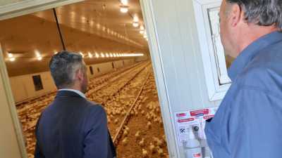 Quintero señala el potencial de crecimiento de la avicultura a través de la automatización de los procesos productivos