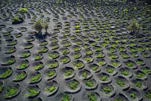 El Gobierno canario y el Cabildo de Lanzarote acuerdan un plan de conservación de los agrosistemas de La Geria