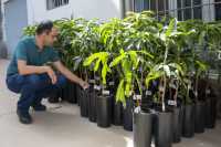 Mogán entrega 101 plantones de mango Ataúlfo a agricultores