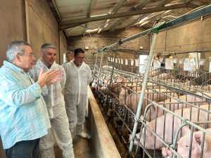 Quintero visita la única explotación de multiplicación porcina de Canarias