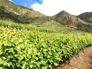 El ICIA se asocia con la Plataforma Tecnológica del Vino para impulsar la investigación en el sector vitivinícola