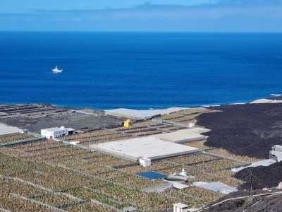 Los productores de plátano afectados por el volcán estarán exentos del mínimo del 70% de comercialización  para acceder a las ayudas POSEI de 2024