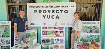 Canarias y Cuba desarrollan un proyecto de investigación de la yuca como alimento para el ganado en el archipiélago canario