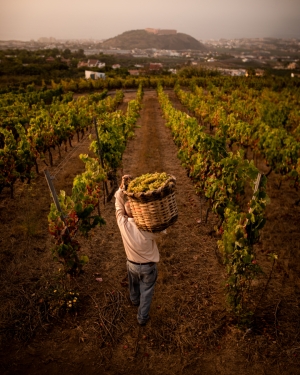 El Ministerio de Cultura concede a AVIBO una subvención para realizar un estudio sobre el patrimonio inmaterial vinculado a las tradiciones vitivinícolas canarias