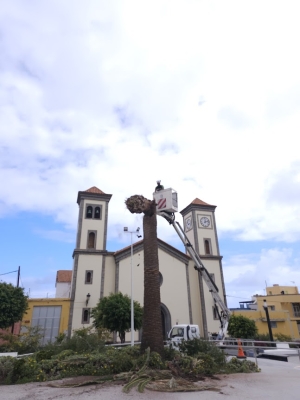 El Ayuntamiento de Guía taló hoy la palmera en mal estado situada en la Plaza de La Atalaya