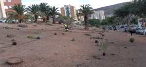 Parques y Jardines repuebla y recupera parte del talud de las Ramblas de Jinámar