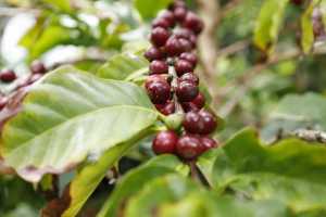 El Valle de Agaete explota en rojo: arranca una prometedora temporada de recolección de café