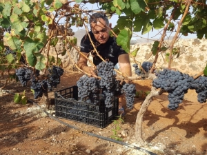 La DOP Islas Canarias – Canary Wine se consolida gracias a su crecimiento continuado