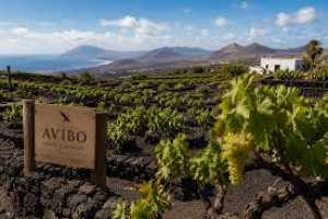 AVIBO valora el acuerdo UE–Mercosur como una oportunidad estratégica para la internacionalización del vino canario