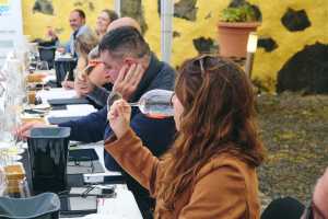 El Concurso de Vinos Agrocanarias se celebra en El Hierro con 251 participantes, un 10 % más que en la anterior edición