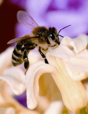 El Gobierno de Canarias convoca las ayudas del POSEI a la producción de miel de abeja negra