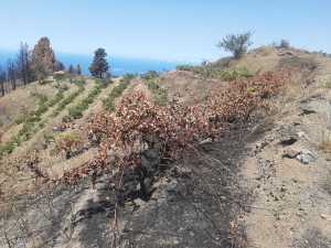 El Gobierno de Canarias convoca subvenciones por 4,5 M € para promover la contratación de seguros agrarios