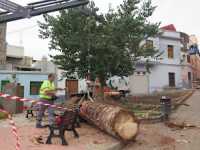 El Ayuntamiento de Guía realiza la tala de una palmera en mal estado en el barrio de San Roque