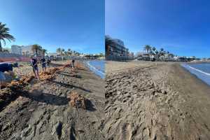 Mogán combate las macroalgas con continuas batidas de limpieza en sus playas