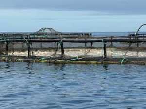 El Gobierno de Canarias constata el estado óptimo de las instalaciones acuícolas de Telde tras una nueva inspección