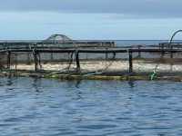 El Gobierno de Canarias constata el estado óptimo de las instalaciones acuícolas de Telde tras una nueva inspección