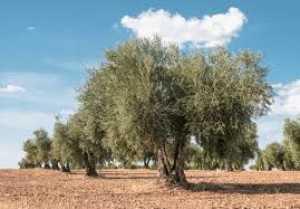El Gobierno de Canarias convoca las ayudas POSEI por superficie para productores de aloe vera y olivo