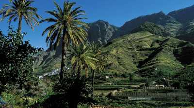 Agaete, los secretos del único valle cafetero de Europa